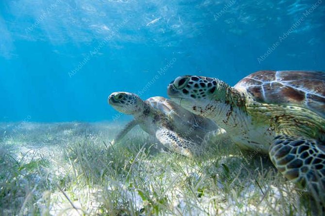 Turtle Encounter Private Tour – Swim with Sea Turtles & Cenote - Should you book the Turtle Encounter Private Tour?