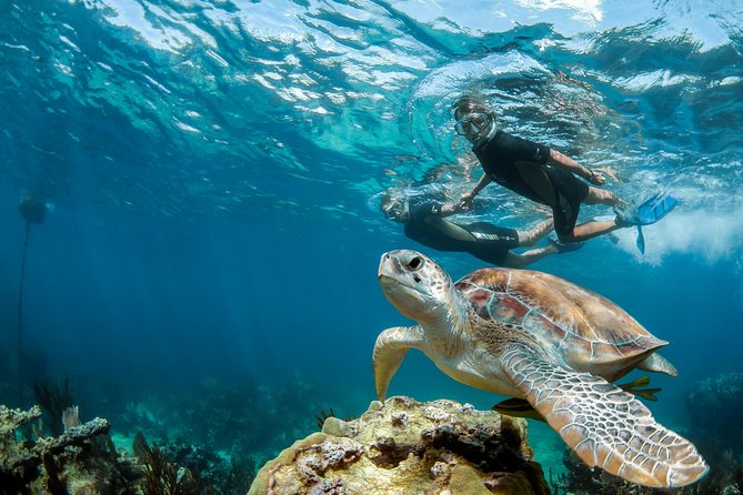 Turtle Encounter Private Tour – Swim with Sea Turtles & Cenote - Choosing the right cenote for your group
