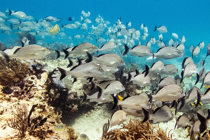 Two reef discovery dives with professional instructor (no experience necessary) - Building confidence in the pool