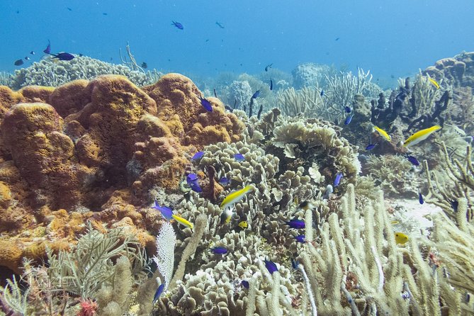 Two reef discovery dives with professional instructor (no experience necessary) - Two reefs, 40 feet maximum
