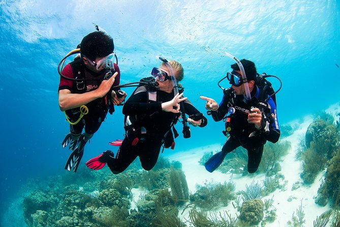 Two reef discovery dives with professional instructor (no experience necessary) - What the four-person limit changes