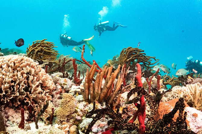 Two reef discovery dives with professional instructor (no experience necessary) - Equipment and what the $150 price covers