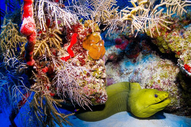 Two tanks local diving for certified divers, SCUBA gear included - Second tank: more time underwater, same short ride