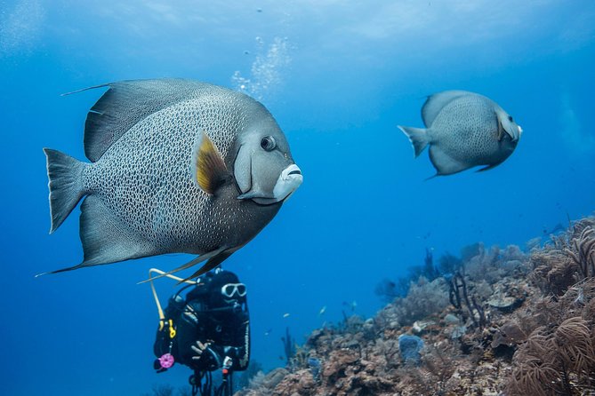 Two tanks local diving for certified divers, SCUBA gear included - First tank: nearby reef sites