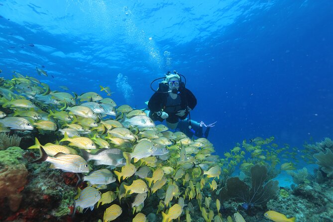 Two Tanks Scuba Diving for Beginners in Cancun - What makes the Cancun underwater route special