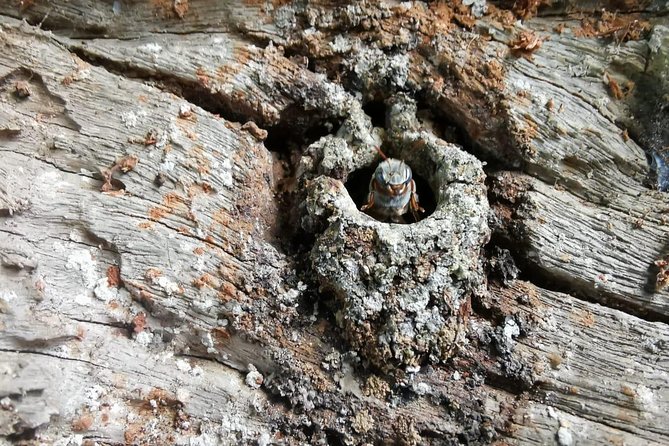 Valladolid Mayan Bees Tour with Lunch or breakfast and Honey Tasting - Key points to know before booking