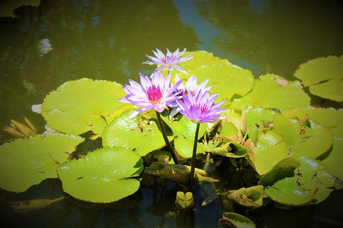 Vallarta Botanical Garden and Tequila Tasting from Puerto Vallarta - Who will enjoy this Puerto Vallarta excursion?