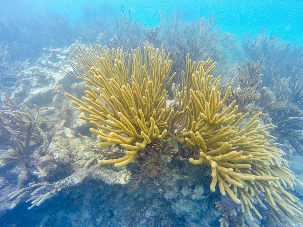 Viator Exclusive: Tulum Ruins, Reef Snorkeling, Cenote and Caves - Who should book this day tour?