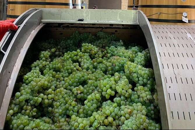 Vineyard, tour, tasting and fun in San Miguel de Allende - Inside production and the aging cellar