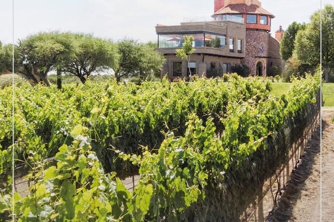 Vineyard, tour, tasting and fun in San Miguel de Allende - Is $100.96 a fair price?