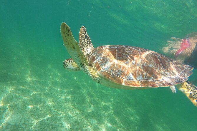 VIP Cenotes & Turtles Private Tour - Small details that improve the day
