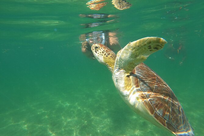 VIP Cenotes & Turtles Private Tour - Cenote Xunaan Ha: open water in the jungle