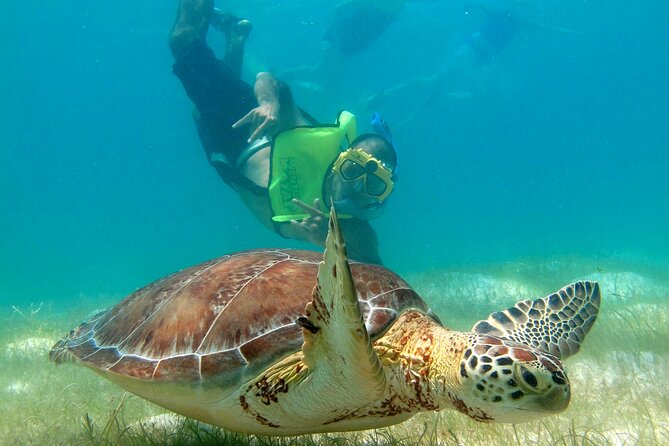 VIP Tulum & Turtles Private Tour - Akumal at 7:00 am, with turtles in their natural home