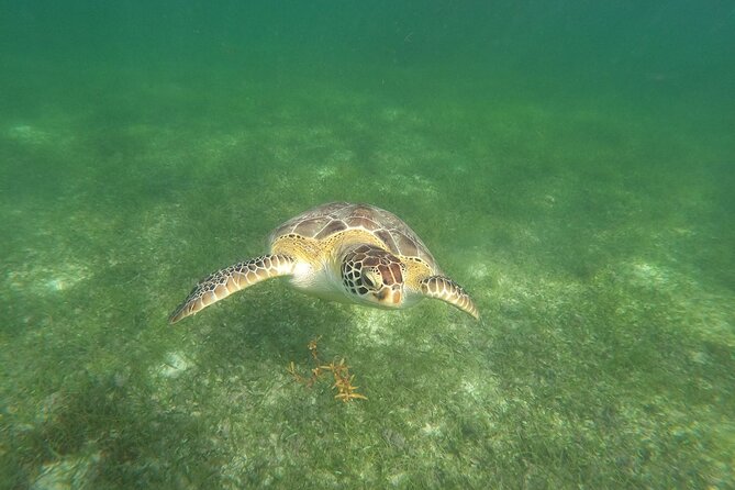 VIP Tulum & Turtles Private Tour - What private touring changes