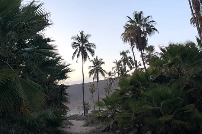 Visit Todos Santos Magic Town - A private tequila and mezcal lesson