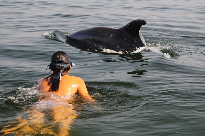 Watch and Swim with Dolphins in the Wild - Key points to know before booking