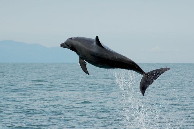Watch and Swim with Dolphins in the Wild - Why this is different from a dolphin encounter in a tank