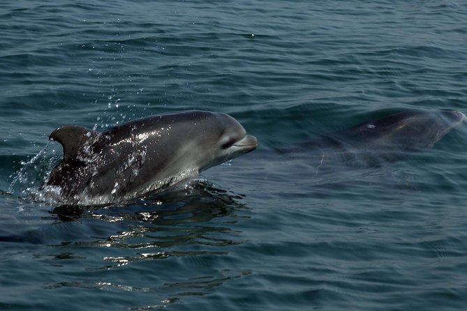 Watch and Swim with Dolphins in the Wild - Entering the water in small groups