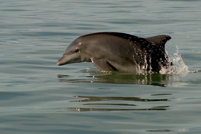 Watch and Swim with Dolphins in the Wild - What the boat ride is really like