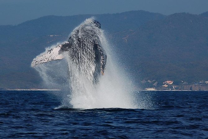 Whale and Dolphin Watching with a Biologist in Puerto Vallarta - Key points to know before booking
