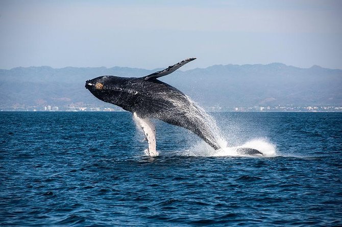 Whale and Dolphin Watching with a Biologist in Puerto Vallarta - Listening to whales with a hydrophone