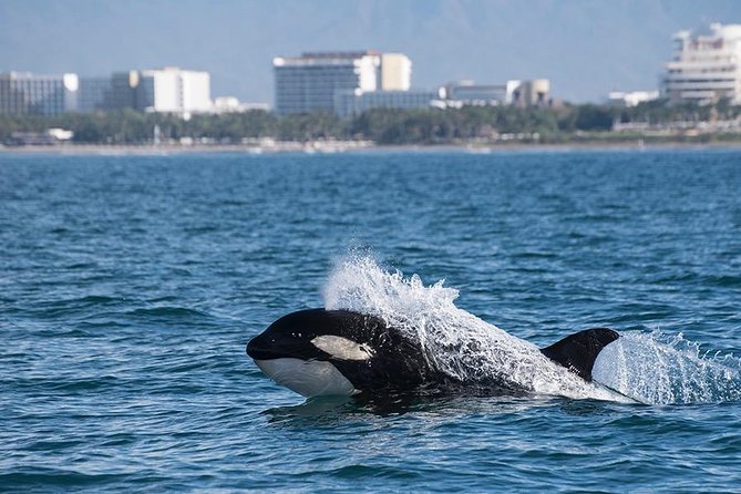 Whale and Dolphin Watching with a Biologist in Puerto Vallarta - How the research element works