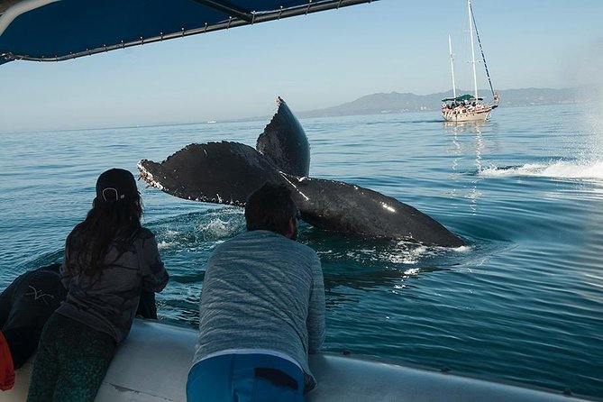Whale and Dolphin Watching with a Biologist in Puerto Vallarta - Four hours on a small covered boat