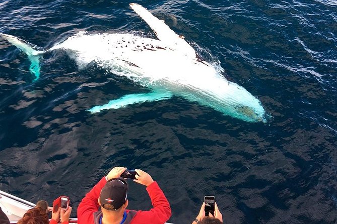 Whale & Dolphin Watching Cruise in Puerto Vallarta All Inclusive - What the Puerto Vallarta whale cruise is really like