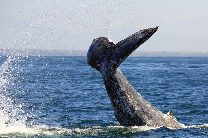 Whale & Dolphin Watching Cruise in Puerto Vallarta All Inclusive - Breakfast first, then the open bar