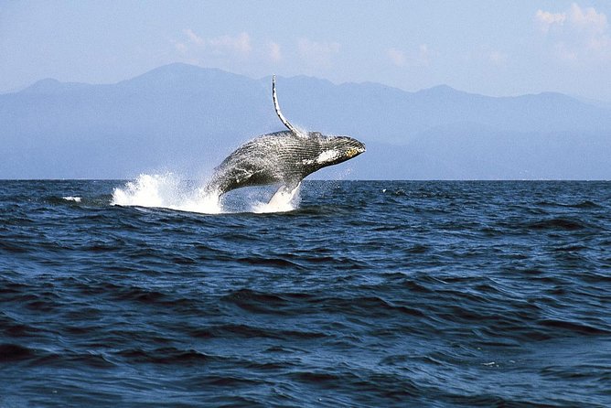 Whale & Dolphin Watching Cruise in Puerto Vallarta All Inclusive - Searching for humpback whales in the bay
