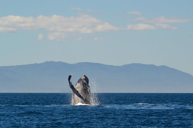 Whale & Dolphin Watching Cruise in Puerto Vallarta All Inclusive - The biggest issue: advertised time versus actual time