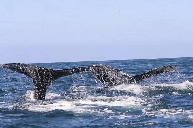 Whale & Dolphin Watching Cruise in Puerto Vallarta All Inclusive - Is $78.48 a good value?