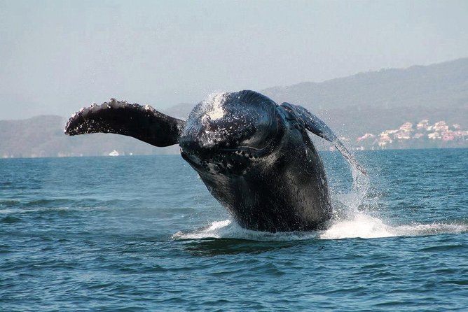 Whale & Dolphin Watching Cruise in Puerto Vallarta All Inclusive - Who will enjoy this most
