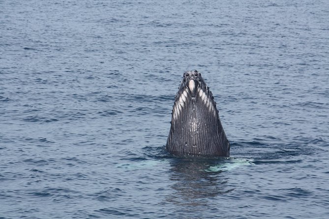 Whale Encounter Puerto Vallarta - Meeting up without morning confusion