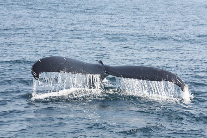 Whale Encounter Puerto Vallarta - Who will enjoy this whale encounter most