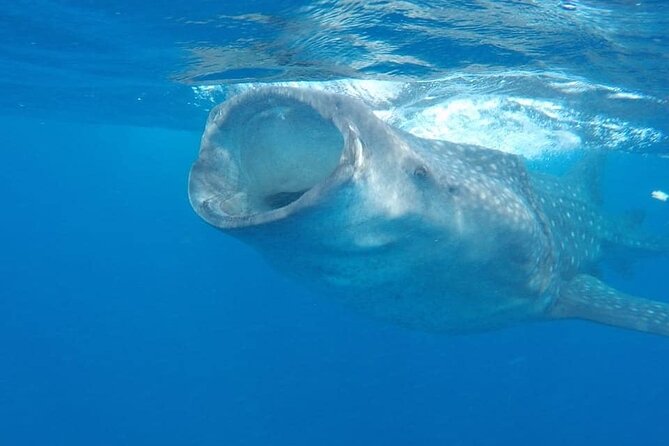 Whale Shark Adventure in Isla Mujeres and Cancun - Finding whale sharks north of Isla Mujeres