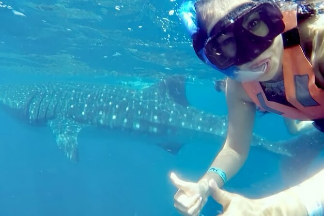Whale Shark Adventure in Isla Mujeres and Cancun - Entering the water beside a whale shark