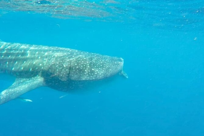 Whale Shark Adventure in Isla Mujeres and Cancun - What happens after the whale sharks
