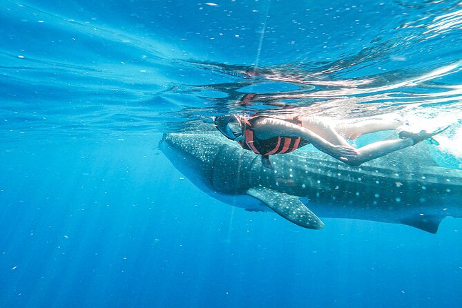 Whale Shark Adventure in Isla Mujeres and Cancun - Is $155 a fair price?