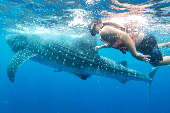 Whale Shark Adventure in Isla Mujeres and Cancun - Who will enjoy this most