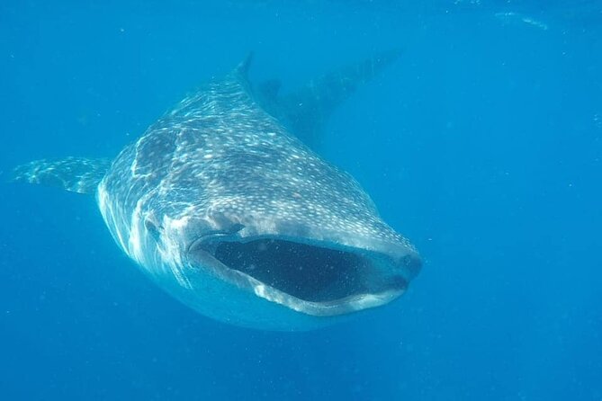 Whale Shark Adventure in Isla Mujeres and Cancun - Starting at the Black Pearl dock
