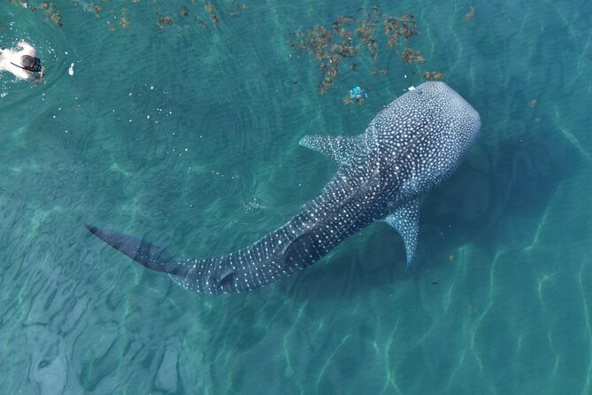 Whale Shark Adventure with a Marine Biologist - Key things to know before swimming with whale sharks