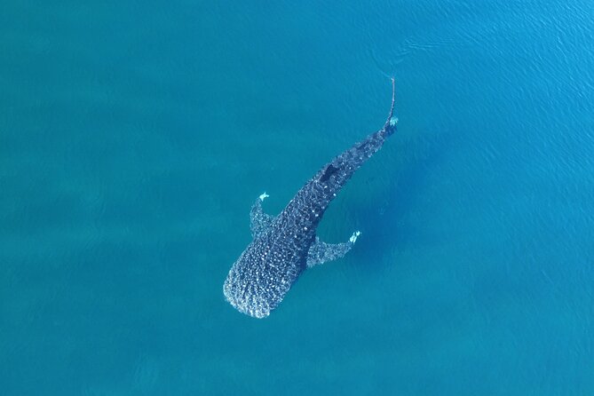 Whale Shark Adventure with a Marine Biologist - Why La Paz is a strong place for this encounter