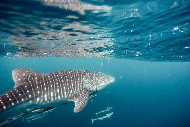 Whale Shark Adventure with a Marine Biologist - The boat ride and search for the sharks