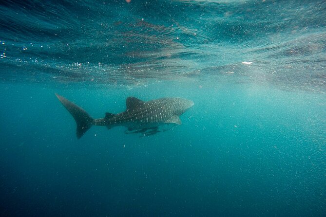 Whale Shark Adventure with a Marine Biologist - What swimming beside a whale shark feels like