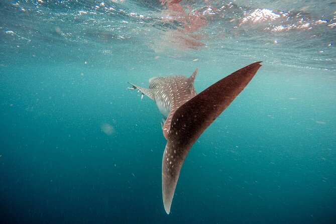 Whale Shark Adventure with a Marine Biologist - Small groups, rotation, and comfort