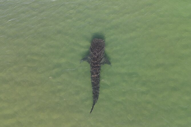 Whale Shark Adventure with a Marine Biologist - Is $170.26 a fair price?