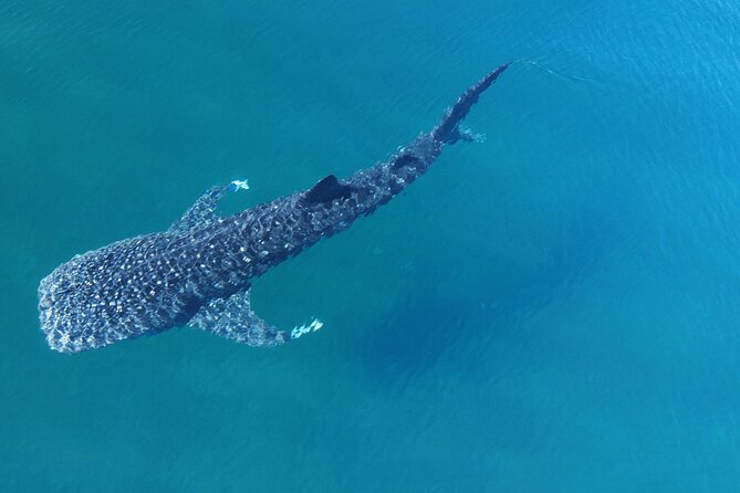 Whale Shark Adventure with a Marine Biologist - Meeting at Playa SN-C Restaurant Bar La Costa