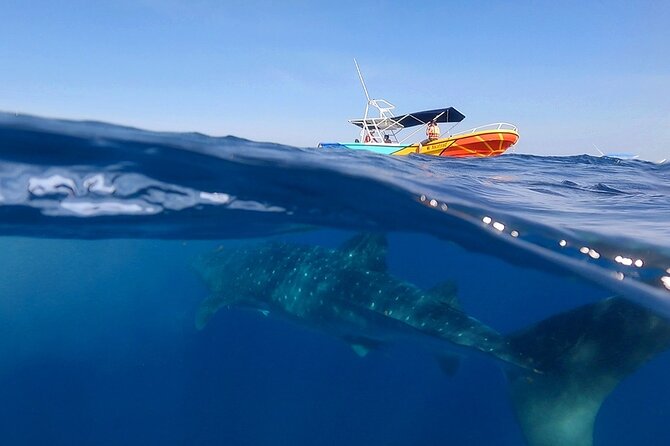 Whale Shark and Snorkeling Adventure from Isla Holbox - An early start in Holbox