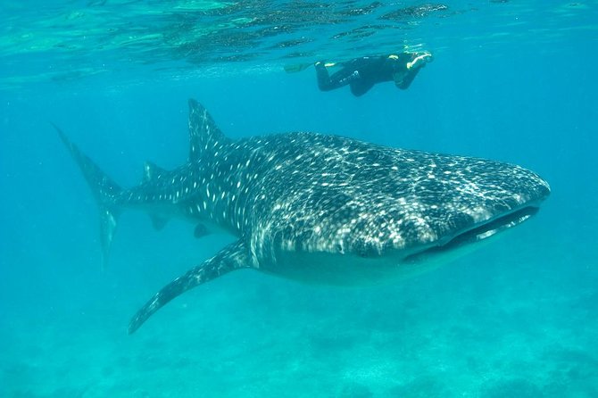 Whale Shark and Snorkeling Adventure from Isla Holbox - Meeting the whale sharks in the open sea